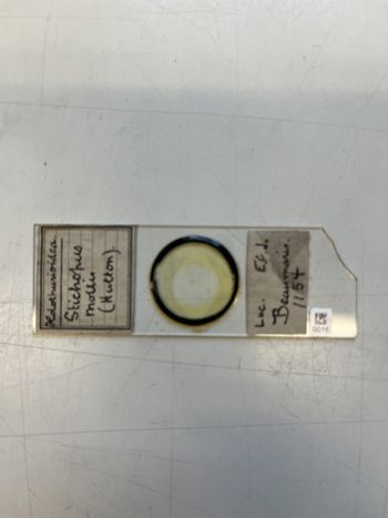 Media type: image;   Invertebrate Zoology HOL-1155 Description: Photograph of microscope slide.;  Aspect: slide